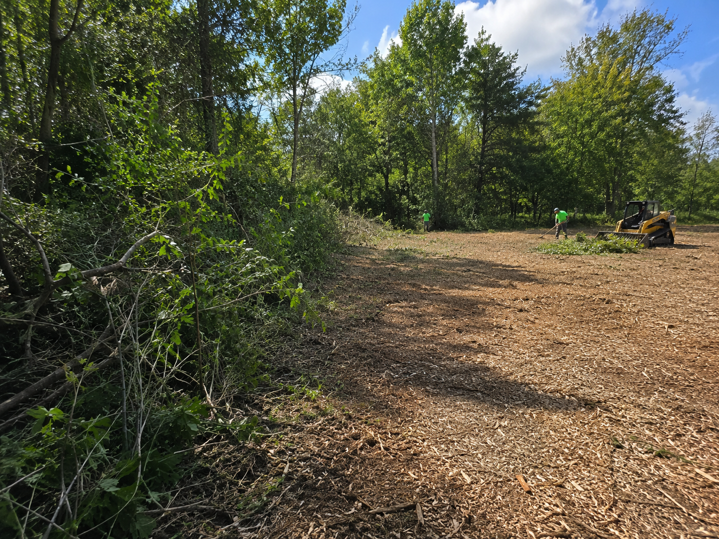 Skilled crew trimming dense overgrowth along property edge with controlled clearing methods